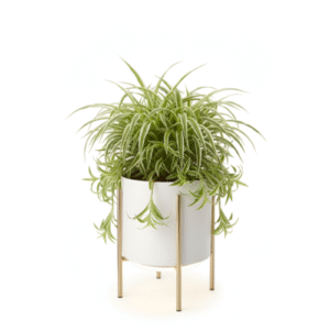 AuraArc™ Spider Plant Purifier
