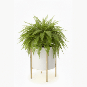 MistLeaf™ Boston Fern Lighted Pot